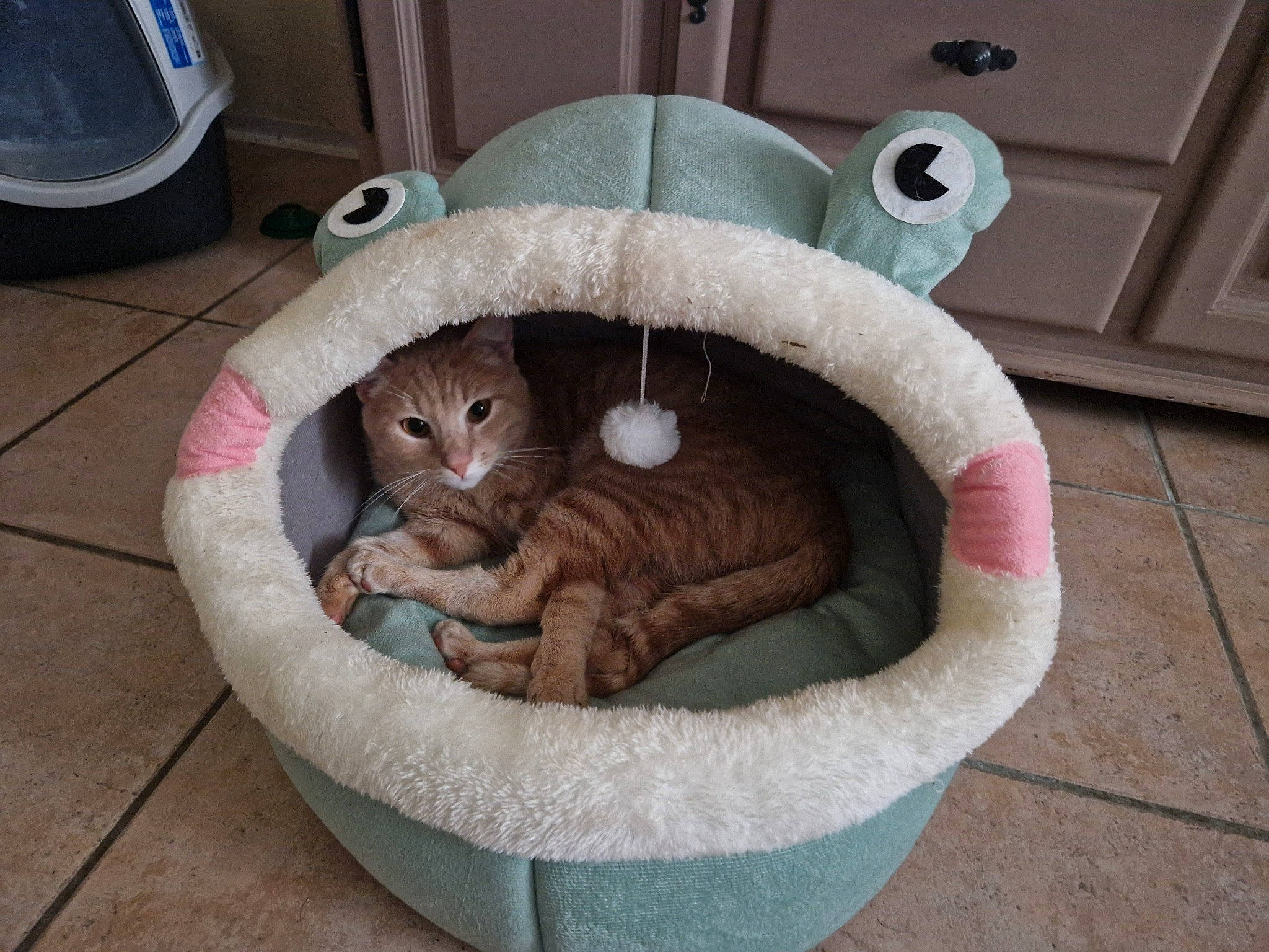 Simba a rejoint le concours — aidez-le/la à gagner de superbes lots ! carnivore, cat, cat_bed, cat_furniture, cat_supply, comfort, couch, domestic_short_haired_cat, fawn, felidae, flooring, fur, outdoor_furniture, pet_supply, small_to_medium_sized_cats, tail, toy, whiskers, wicker, wood