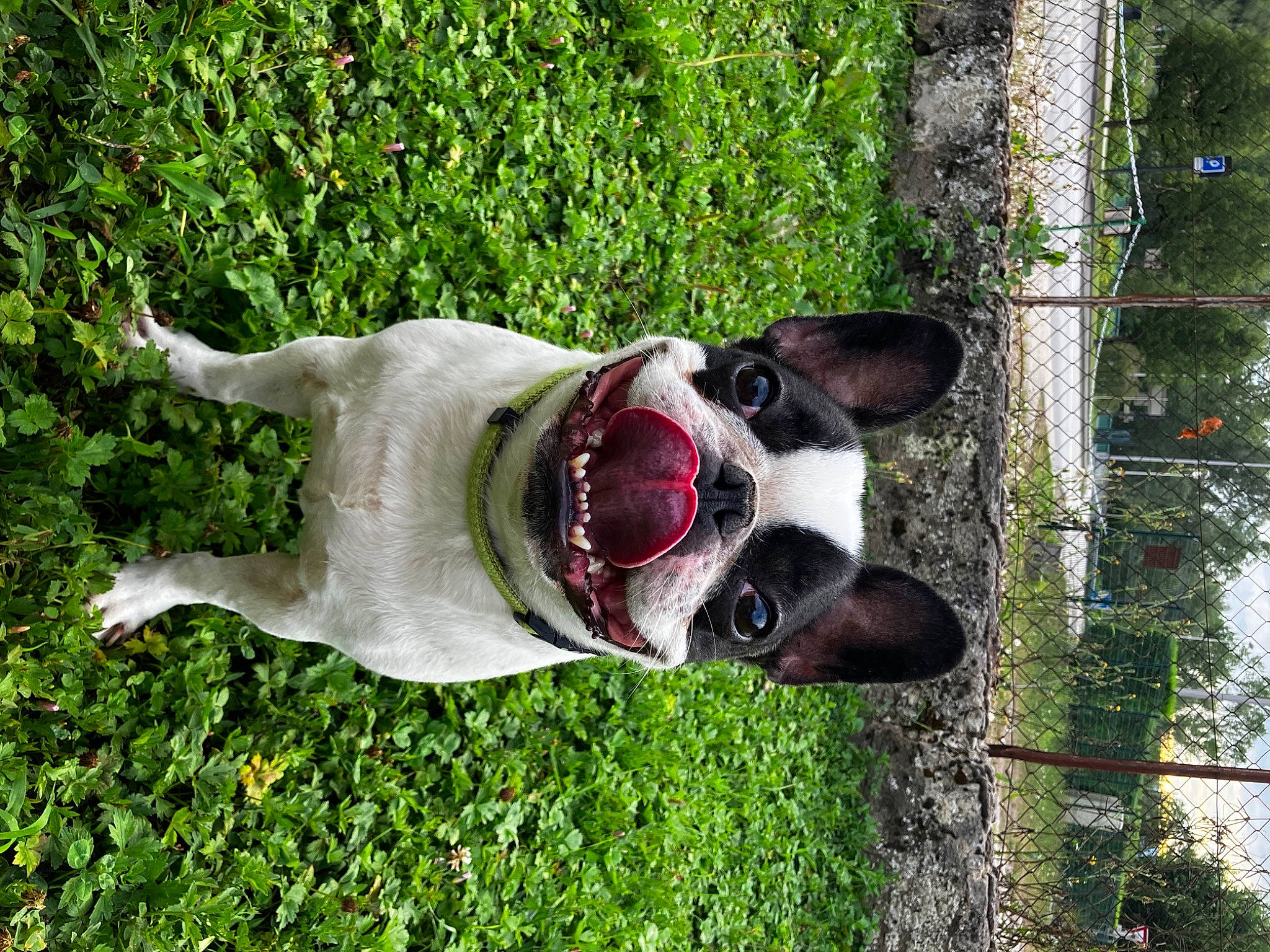 Spock a rejoint le concours — aidez-le/la à gagner de superbes lots ! canidae, carmine, carnivore, collar, companion_dog, dog, dog_breed, dog_collar, dog_supply, fawn, flower, grass, plant, snout, sporting_group, sunglasses, tail, tree, trunk, working_animal