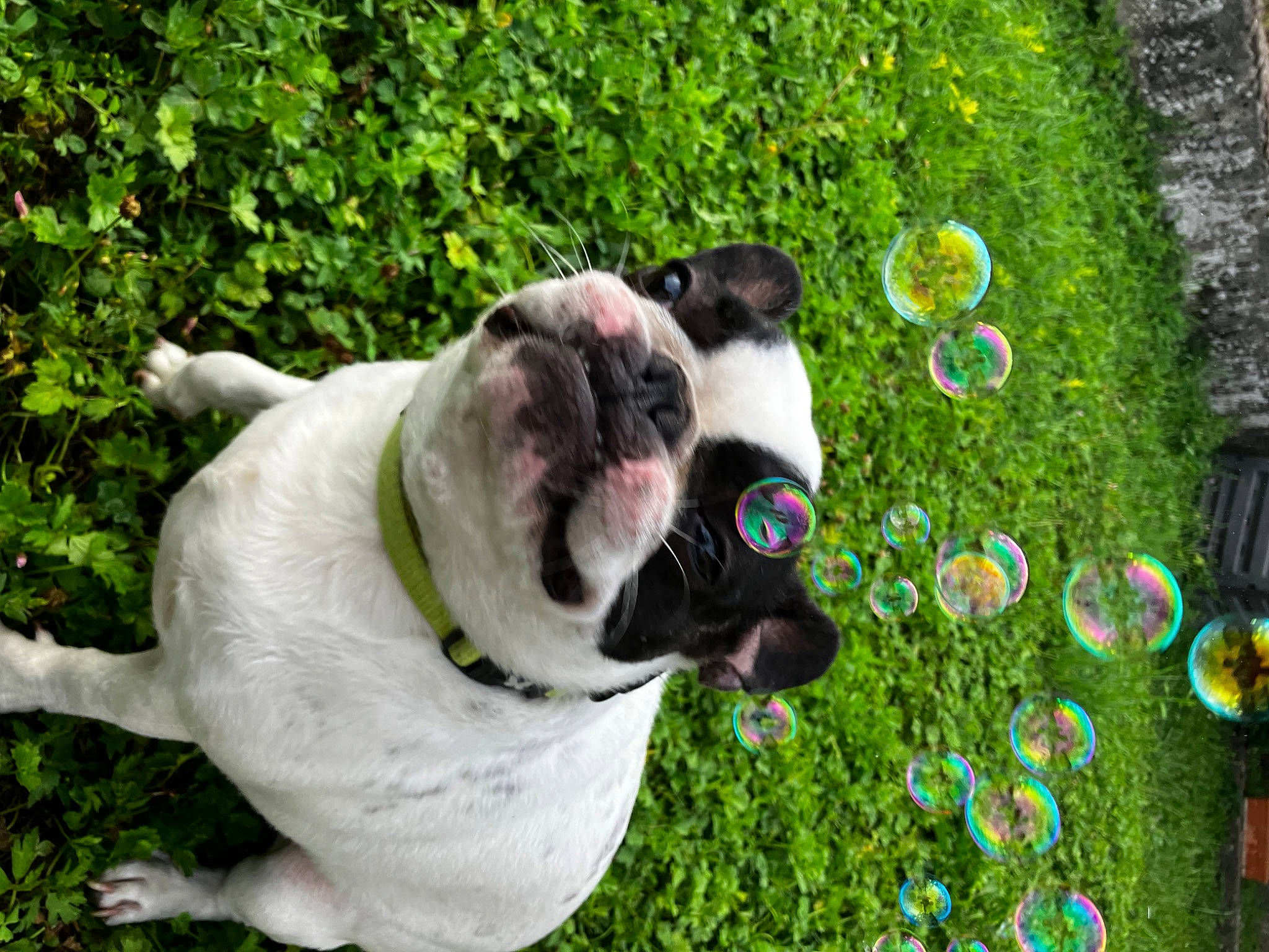 Spock a rejoint le concours — aidez-le/la à gagner de superbes lots ! ball, canidae, carnivore, collar, companion_dog, dog, dog_breed, dog_collar, dog_supply, fawn, grass, leash, pet_supply, plant, shrub, snout, sporting_group, tail, tree, working_animal