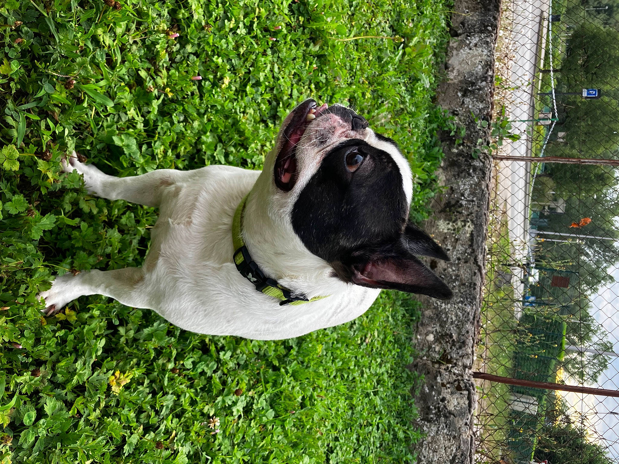 Spock a rejoint le concours — aidez-le/la à gagner de superbes lots ! canidae, carnivore, collar, companion_dog, dog, dog_breed, dog_collar, dog_supply, grass, leash, non_sporting_group, pet_supply, plant, snout, sporting_group, tail, terrestrial_animal, tree, trunk, working_animal