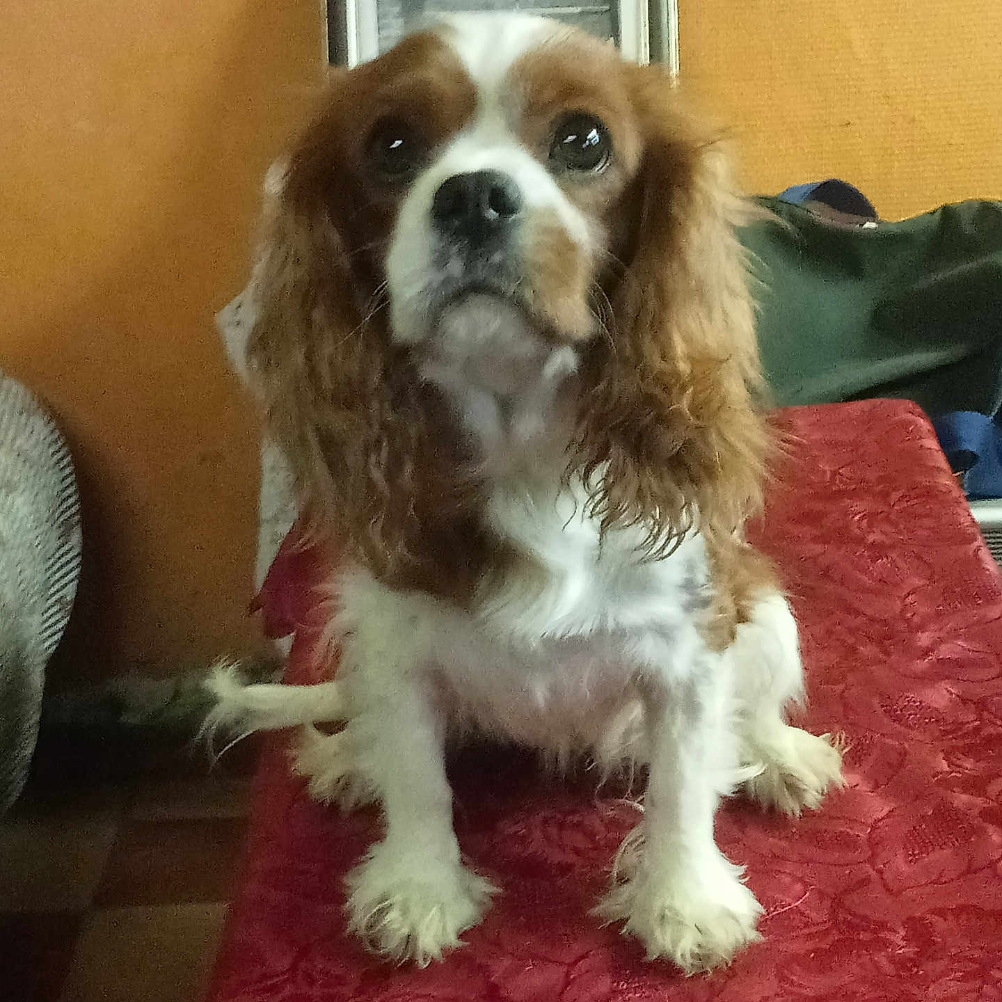Radouga participe au concours pour gagner de l'argent avec cette photo : animal, architecture, armchair, building, canine, chair, cockerspaniel, couch, cushion, dog, furniture, homedecor, hound, indoors, livingroom, papillon, pet, puppy, room, terrier