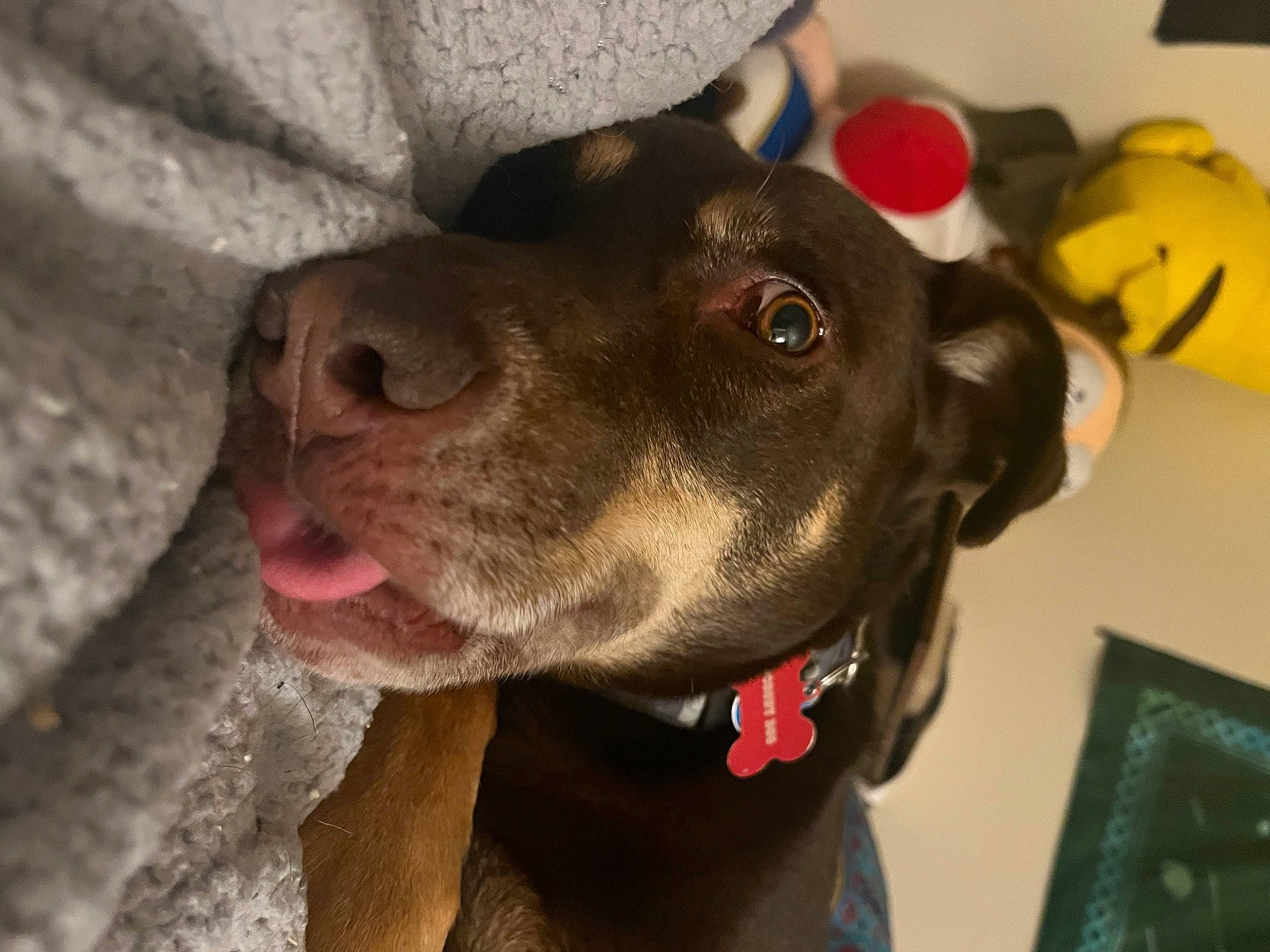 Scooby Doo joined the competition — help win amazing prizes! canidae, carnivore, collar, companion_dog, dog, dog_breed, dog_collar, ear, fashion_accessory, fawn, fur, leash, liver, pet_supply, picture_frame, selfie, snout, sporting_group, whiskers, working_animal