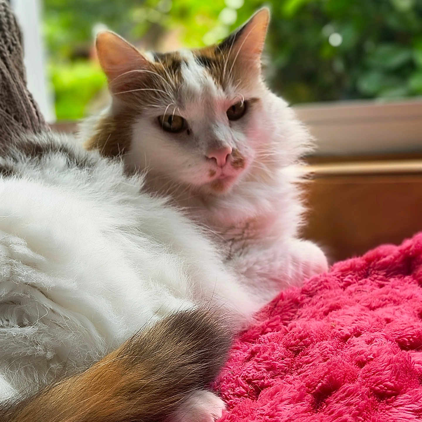 Sweeney is registered to the contest to win money with this photo: cat, feline, fluffy, long_hair, white_fur, brown_fur, pink_nose, green_eyes, animal, pet, portrait, close_up, indoor, window, plants, blanket, pink_blanket, cozy, relaxed, whiskers