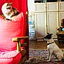 Cannelle a rejoint le concours — aidez-le/la à gagner de superbes lots ! animal, attentive_dog, cabinet, carpet, cat, chair, curious_cat, cushion, decor, dog, domestic, floor, home, indoor, lamp, living_room, pet, red_cushion, wood_floor, wooden_furniture