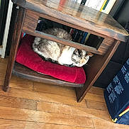 Cannelle participe au concours pour gagner de l'argent avec cette photo : animal, books, cat, cozy, domestic, feline, floor, furniture, home, household, indoor, pet, quiet, red_cushion, relaxing, resting, shelf, sleeping, wood, wooden_shelf