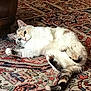 Cannelle participe au concours pour gagner de l'argent avec cette photo : animal, carpet, cat, cozy, cute, domestic_cat, eyes, feline, fluffy, fur, indoor, lounging, patterned_rug, paws, pet, relaxed, resting, tabby, tail, white_fur
