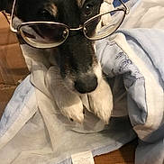 Pépite a rejoint le concours — aidez-le/la à gagner de superbes lots ! animal, black_and_white, blanket, close_up, cozy, cute, dog, domestic, eyewear, face, fur, glasses, indoors, laying, paws, pet, portrait, relaxed, resting, wooden_floor