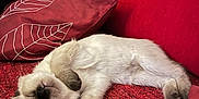 Yoko participe au concours pour gagner de l'argent avec cette photo : cat, kitten, sleeping, cozy, red_blanket, red_pillow, feline, pet, indoor, resting, cute, fur, small_animal, domestic_animal, relaxed, soft_texture, comfy, animal, mammal, closeup