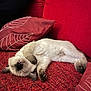 animal, cat, closeup, comfy, cozy, cute, domestic_animal, feline, fur, indoor, kitten, mammal, pet, red_blanket, red_pillow, relaxed, resting, sleeping, small_animal, soft_texture