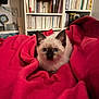animal, artwork, blanket, blue_eyes, books, bookshelf, cat, comfort, cozy, cute, domestic, fur, indoor, kitten, pet, red_blanket, resting, siamese, small, warm