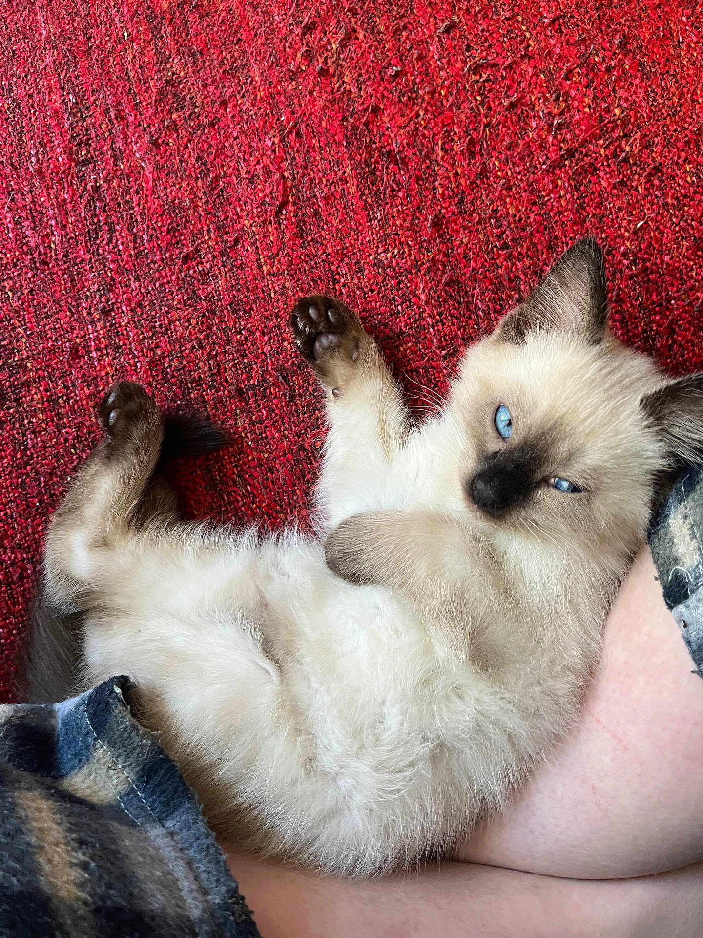Yoko participe au concours pour gagner de l'argent avec cette photo : kitten, siamese, cat, blue_eyes, fluffy, pet, animal, relaxed, cute, lying_down, paw, fur, indoors, red_background, human_arm, cozy, resting, closeup, sleepy, adorable