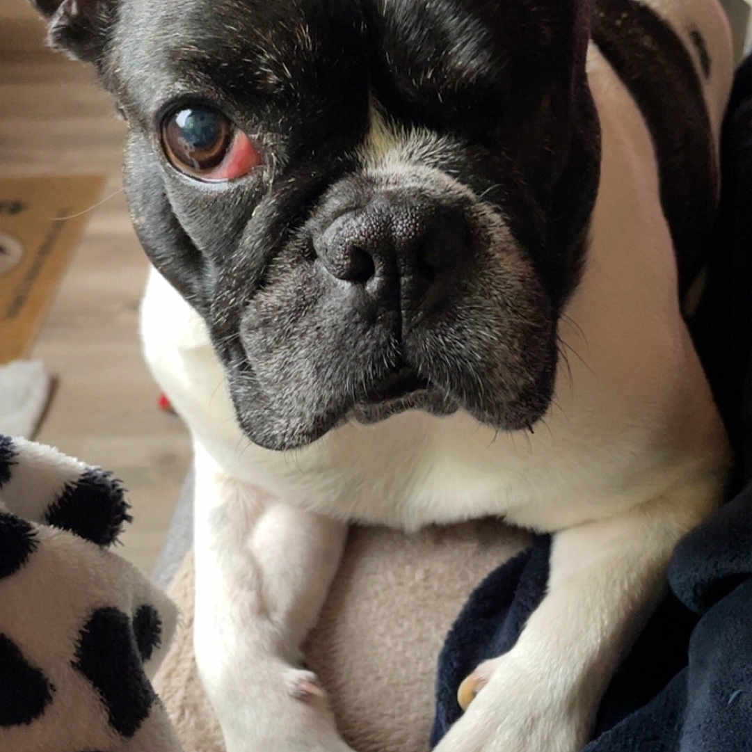 Tiago a rejoint le concours — aidez-le/la à gagner de superbes lots ! animal, bear, bostonbull, boxer, bulldog, canine, computerhardware, dog, electronics, frenchbulldog, giantpanda, hardware, head, monitor, person, pet, pitbull, pug, puppy, screen