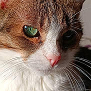 Namaste participe au concours pour gagner de l'argent avec cette photo : cat, close_up, whiskers, fur, face, green_eye, pet, animal, portrait, cute, mammal, feline, natural_light, pink_nose, tabby, white_fur, brown_fur, domestic_cat, detail, reflection