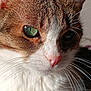cat, close_up, whiskers, fur, face, green_eye, pet, animal, portrait, cute, mammal, feline, natural_light, pink_nose, tabby, white_fur, brown_fur, domestic_cat, detail, reflection
