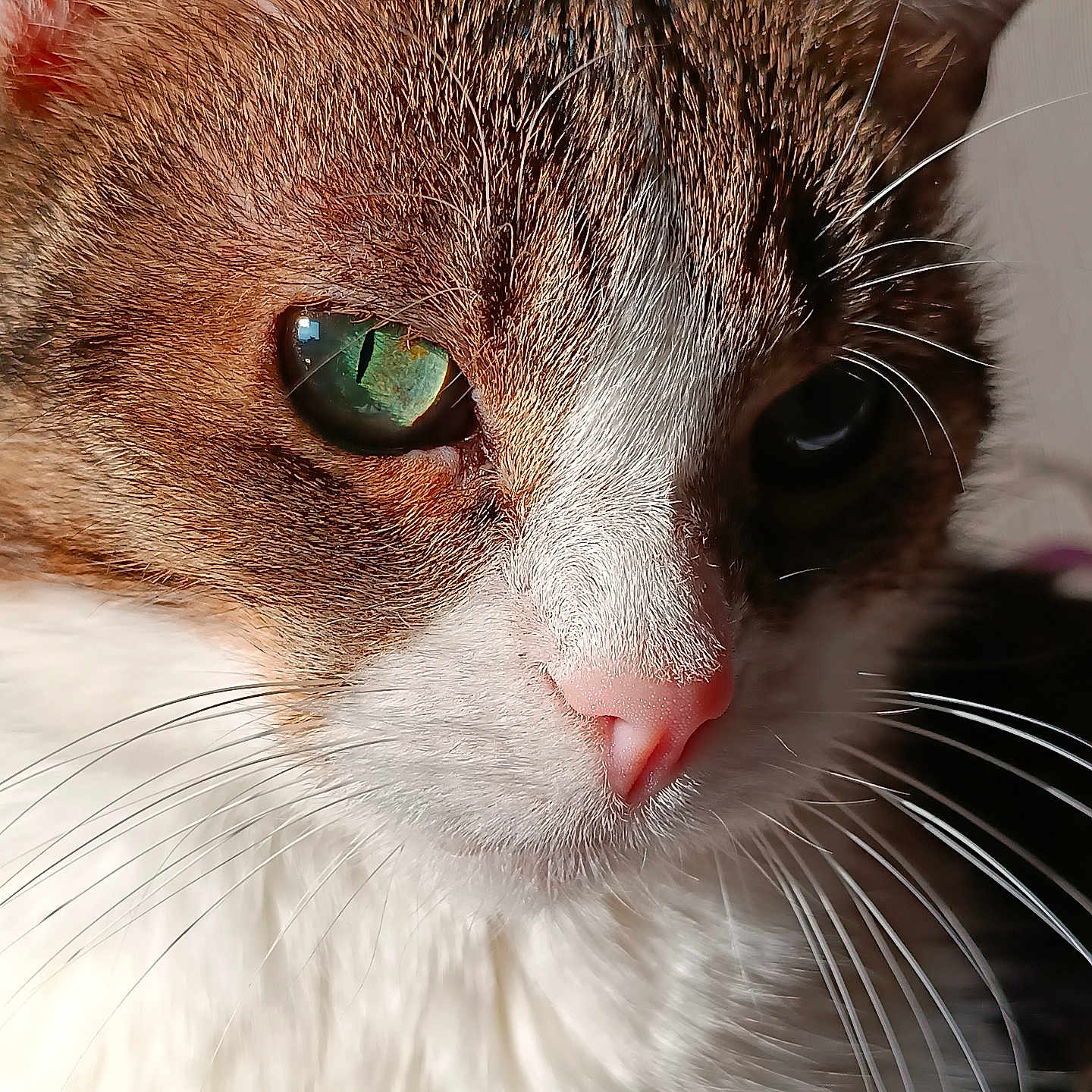 Namaste participe au concours pour gagner de l'argent avec cette photo : animal, brown_fur, cat, close_up, cute, detail, domestic_cat, face, feline, fur, green_eye, mammal, natural_light, pet, pink_nose, portrait, reflection, tabby, whiskers, white_fur