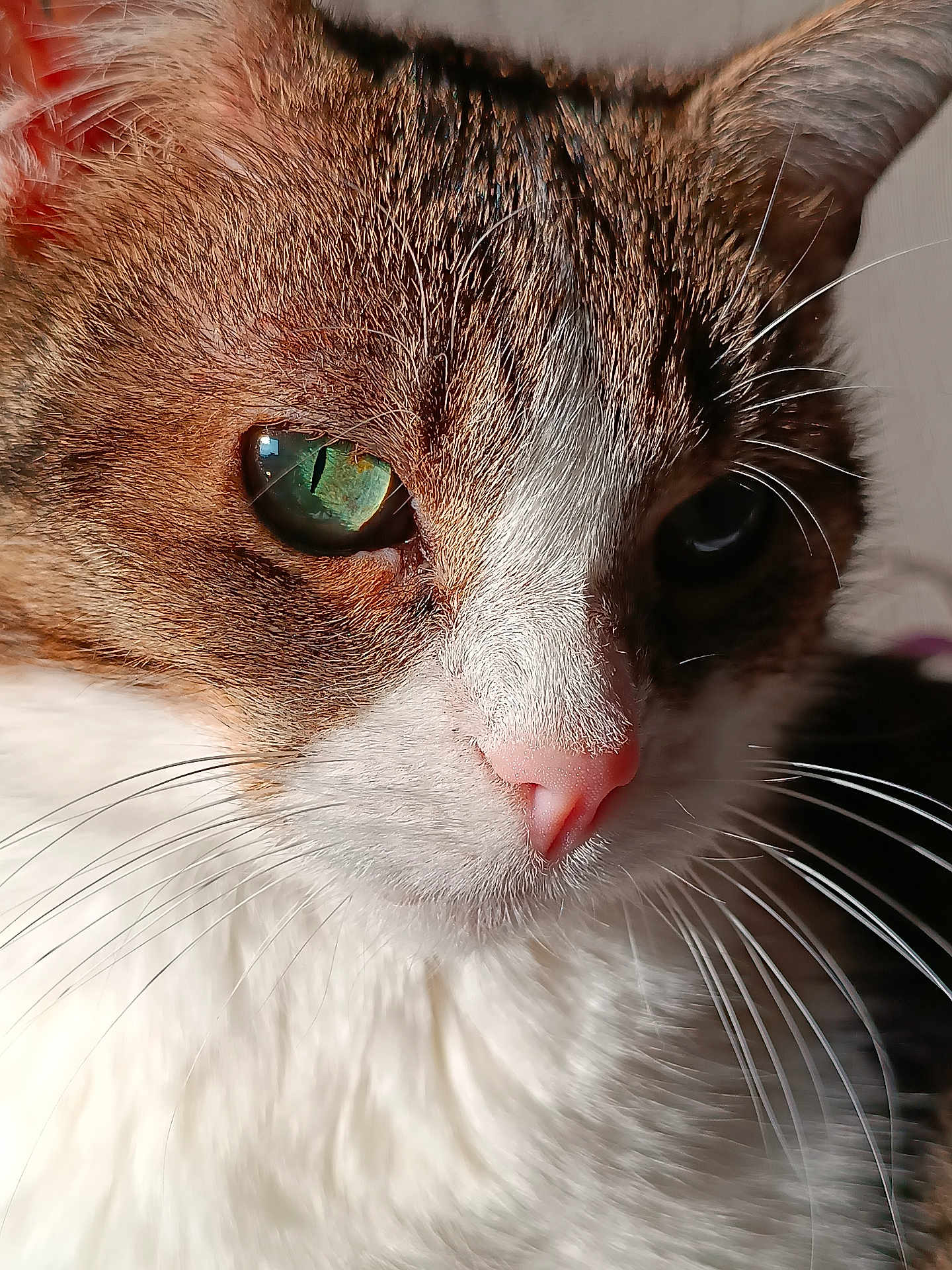 Namaste participe au concours pour gagner de l'argent avec cette photo : cat, close_up, whiskers, fur, face, green_eye, pet, animal, portrait, cute, mammal, feline, natural_light, pink_nose, tabby, white_fur, brown_fur, domestic_cat, detail, reflection