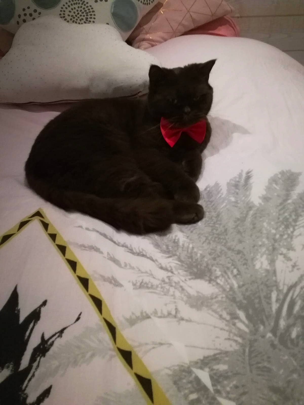 Nesquick participe au concours pour gagner de l'argent avec cette photo : bed, bedding, black_cat, bombay, carnivore, cat, cat_supply, felidae, fur, home_accessories, linens, organism, pet_supply, pillow, small_to_medium_sized_cats, tail, terrestrial_animal, tongue, vertebrate, whiskers