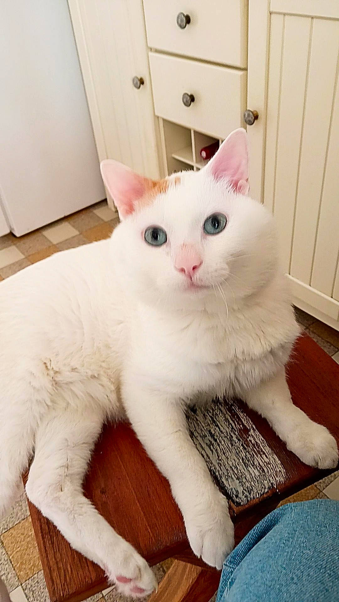 Loki a rejoint le concours — aidez-le/la à gagner de superbes lots ! cabinetry, carnivore, cat, cat_supply, claw, comfort, domestic_short_haired_cat, door, felidae, fur, home_door, paw, pet_supply, small_to_medium_sized_cats, snout, tail, whiskers, wood