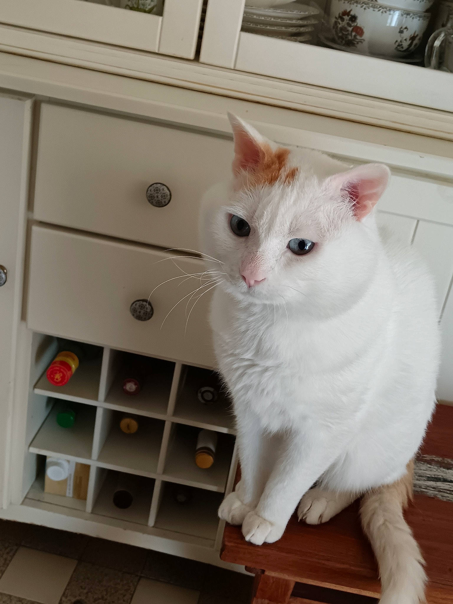 Loki participe au concours pour gagner de l'argent avec cette photo : cabinetry, carnivore, cat, chest_of_drawers, domestic_short_haired_cat, drawer, felidae, flooring, fur, hardwood, paw, rectangle, shelf, shelving, small_to_medium_sized_cats, tail, whiskers, wood