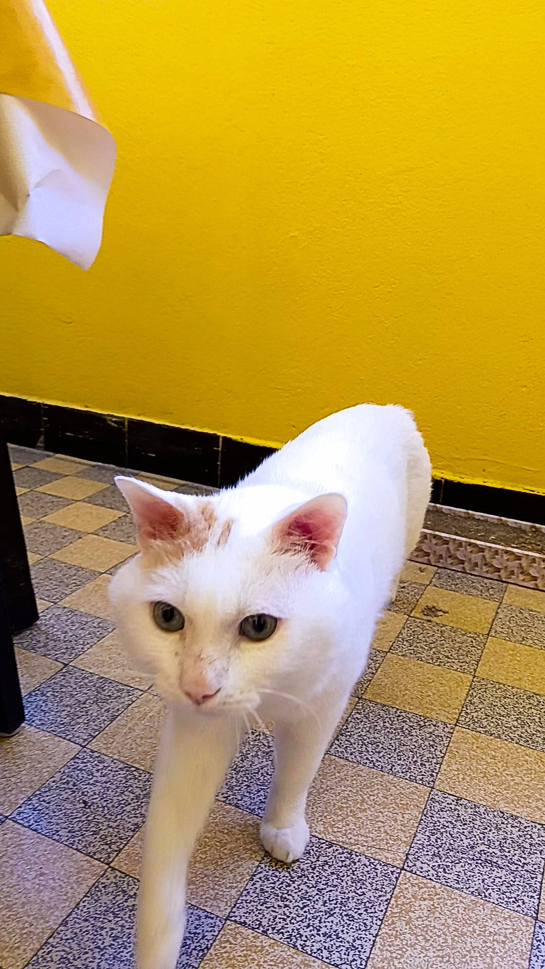 Loki a rejoint le concours — aidez-le/la à gagner de superbes lots ! carnivore, cat, domestic_short_haired_cat, fawn, felidae, flooring, fur, paw, small_to_medium_sized_cats, snout, tail, terrestrial_animal, whiskers, wood