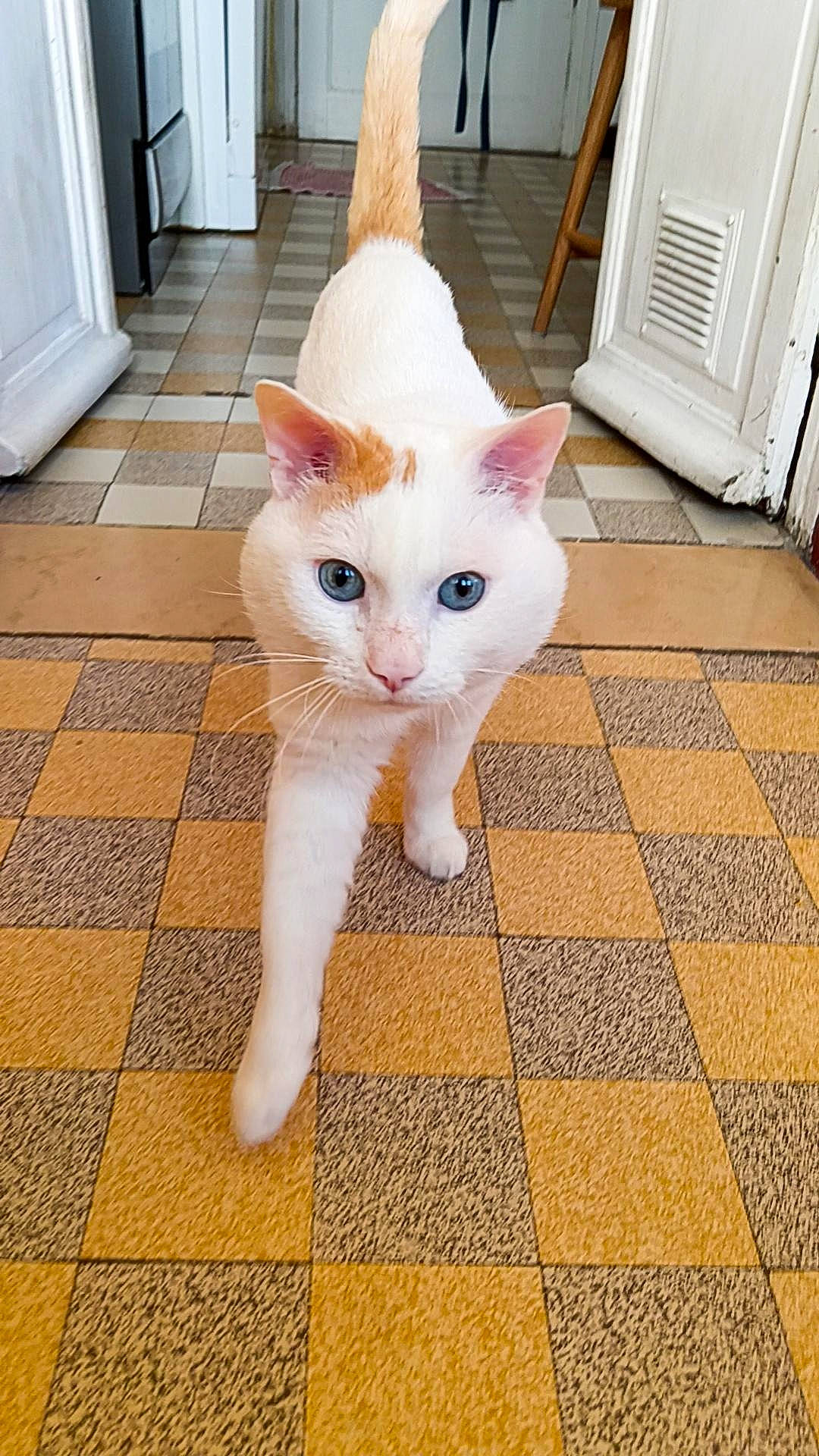 Loki a rejoint le concours — aidez-le/la à gagner de superbes lots ! carnivore, cat, domestic_short_haired_cat, door, eye, fawn, felidae, floor, flooring, hardwood, head, human_body, line, small_to_medium_sized_cats, snout, tail, whiskers, white, wood, yellow