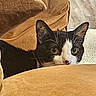 black_and_white, cat, closeup, cozy, curious, cushion, domestic_cat, ears, eyes, feline, hideout, home, indoor, nose, peeking, pet, relaxed, resting, soft_furniture, whiskers