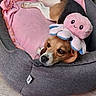 dog, puppy, sleeping, lying_down, pet, animal, plush_toy, octopus, pink_blanket, dog_bed, couch, indoor, cozy, cute, brown_and_white, black_markings, face, eyes, paws, wood_floor