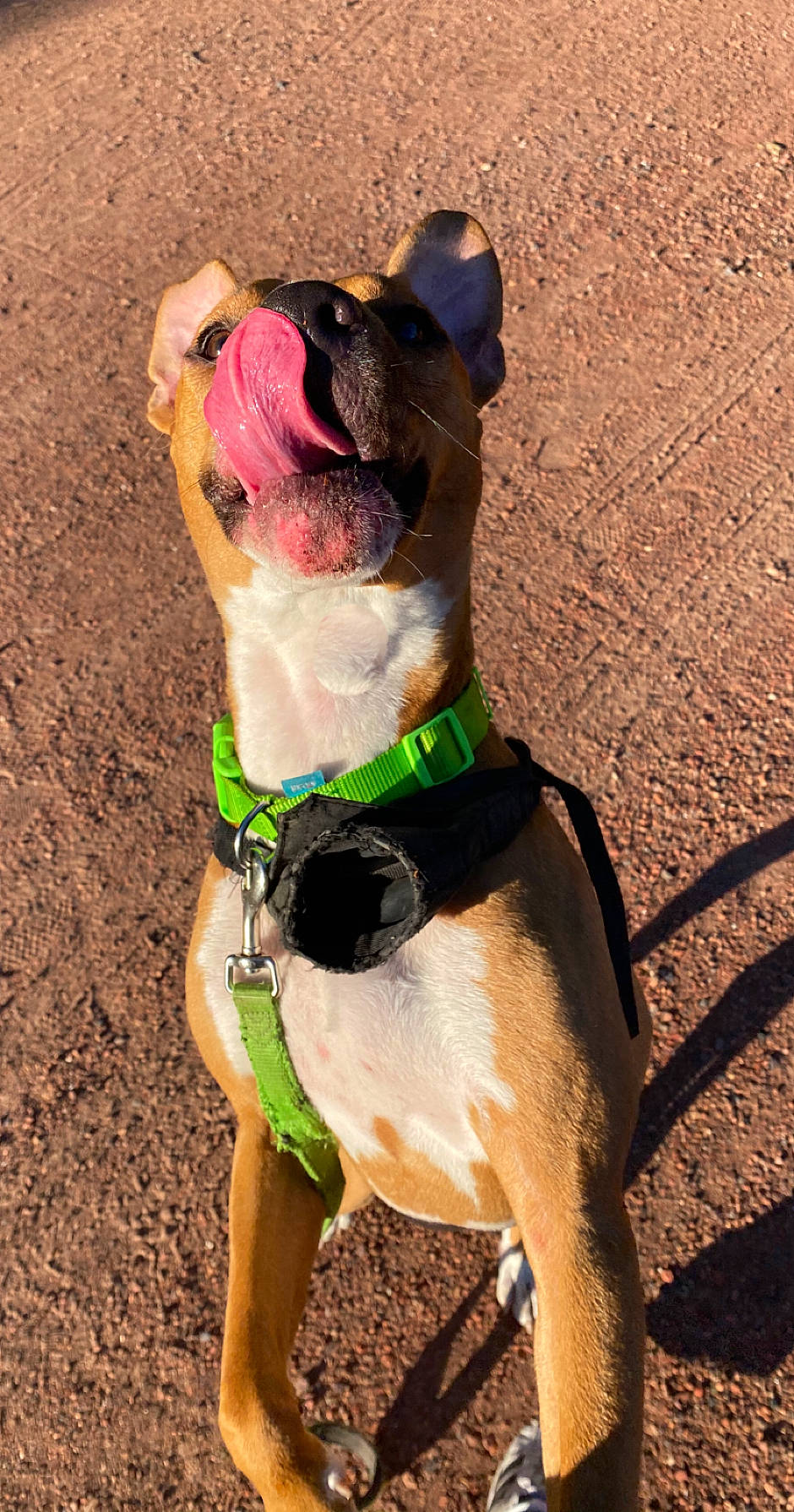 Boyka a rejoint le concours — aidez-le/la à gagner de superbes lots ! american_pit_bull_terrier, american_staffordshire_terrier, canidae, carnivore, collar, dog, dog_breed, dog_clothes, dog_collar, fawn, feist, leash, non_sporting_group, pit_bull, snout