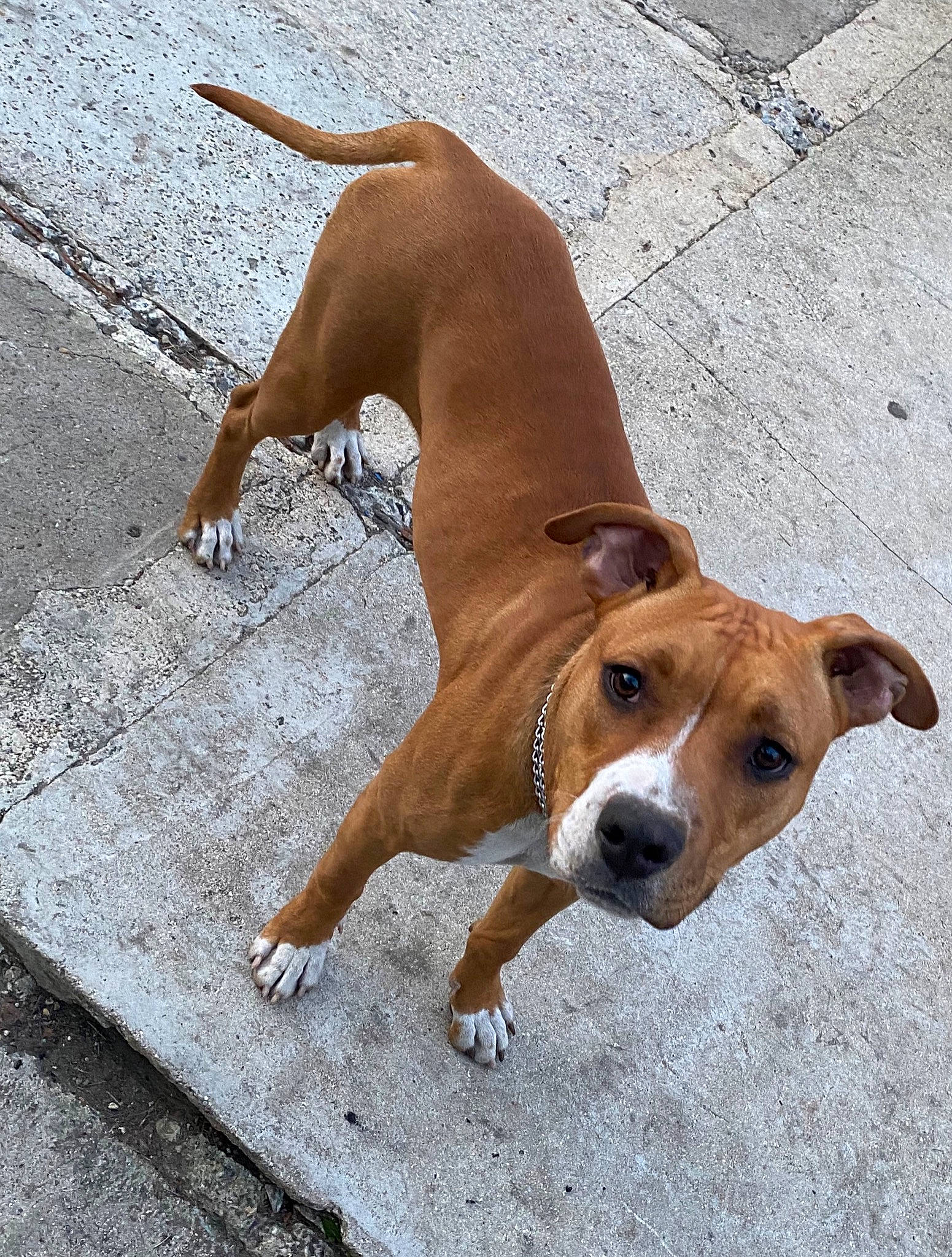 Boyka a rejoint le concours — aidez-le/la à gagner de superbes lots ! american_pit_bull_terrier, american_staffordshire_terrier, canidae, carnivore, companion_dog, dog, dog_breed, fawn, mammal, non_sporting_group, pit_bull, rare_breed_dog, snout, sporting_group, staffordshire_bull_terrier, vertebrate