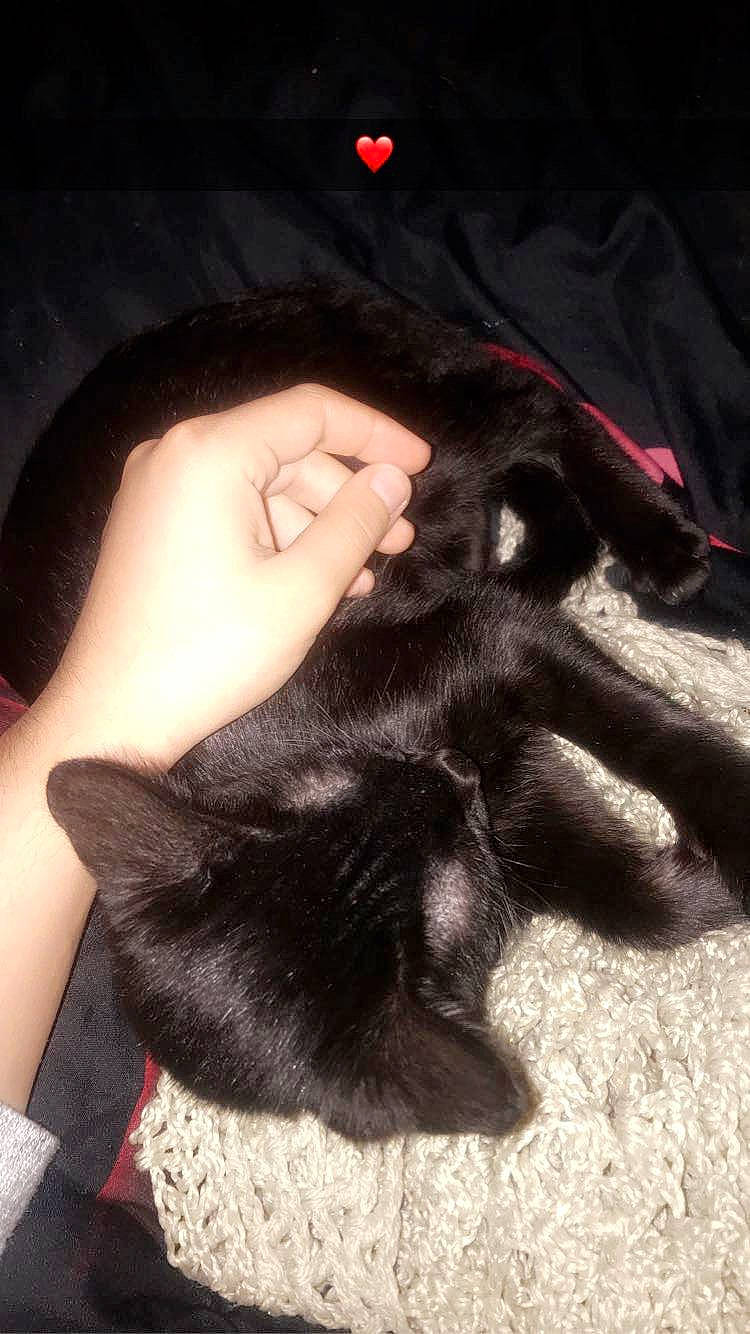 Bagheera participe au concours pour gagner de l'argent avec cette photo : black, black_cat, black_hair, carnivore, cat, claw, ear, felidae, finger, fur, gesture, hair, hand, lip, long_hair, nail, neck, nose, small_to_medium_sized_cats, whiskers