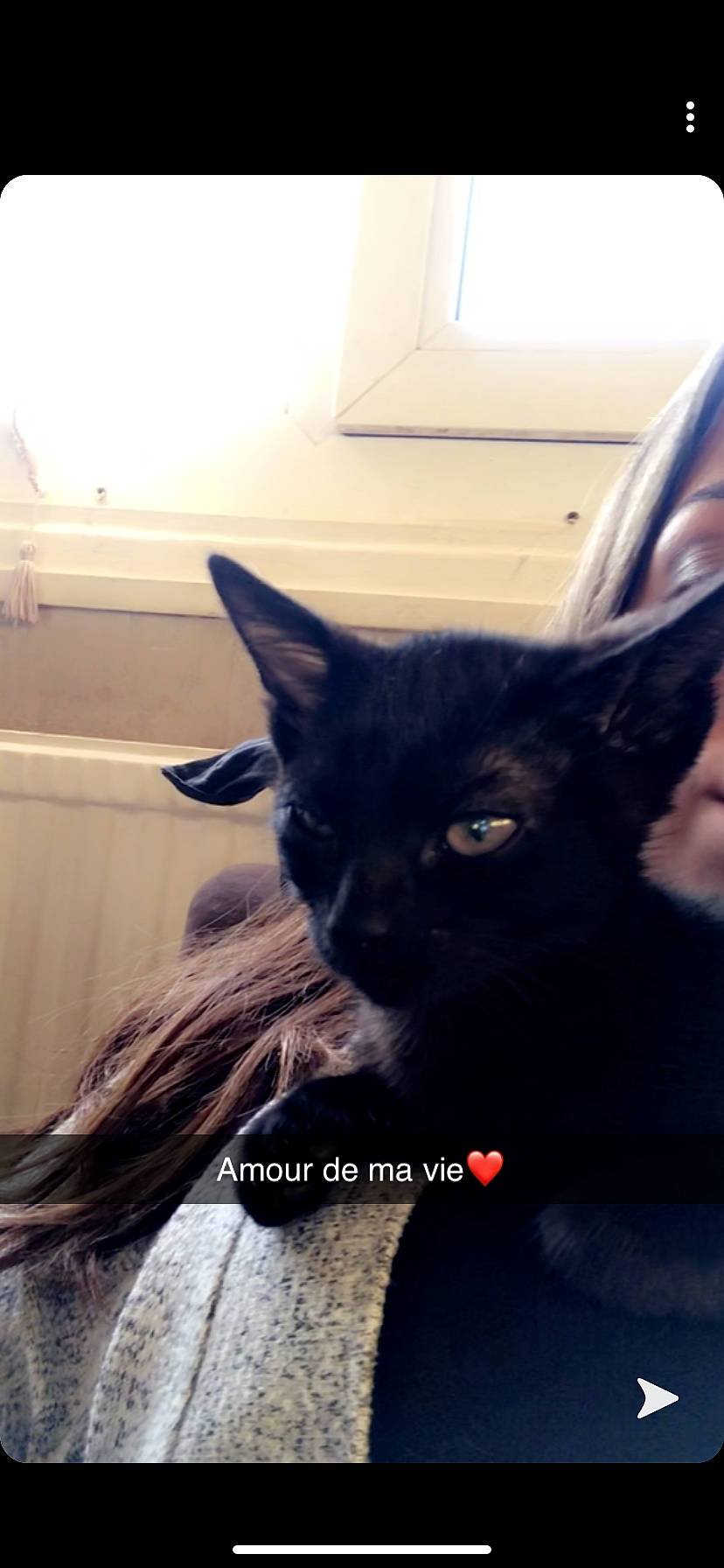 Bagheera a rejoint le concours — aidez-le/la à gagner de superbes lots ! asian, black_cat, carnivore, cat, domestic_short_haired_cat, ear, eye, felidae, kitten, mammal, small_to_medium_sized_cats, snout, whiskers