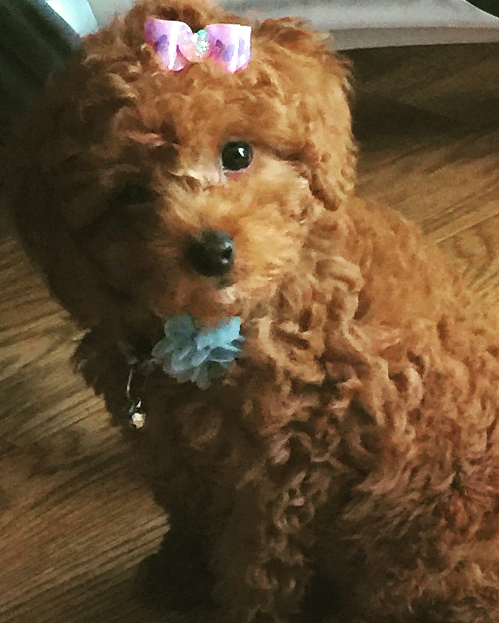 Tootsie joined the competition — help win amazing prizes! canidae, carnivore, cavachon, cavapoo, cockapoo, companion_dog, dog, dog_breed, goldendoodle, maltepoo, mammal, miniature_poodle, poodle, poodle_crossbreed, puppy, schnoodle, shih_poo, snout, toy_poodle, vertebrate