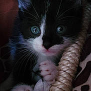 Wally participe au concours pour gagner de l'argent avec cette photo : abyssinian, animal, basket, blanket, book, cat, face, head, kitten, manx, person, pet, photography, plush, portrait, purple, quilt, rope, sleeping, toy