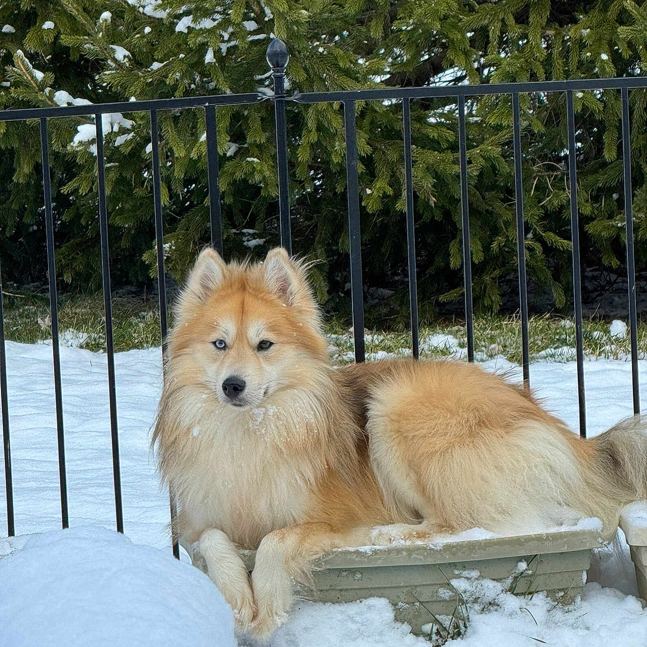 Saber joined the competition — help win amazing prizes! animal, canine, chow, collie, dog, eskimodog, fence, fox, husky, land, nature, outdoors, pet, plant, puppy, railing, snow, tree, vegetation, woodland