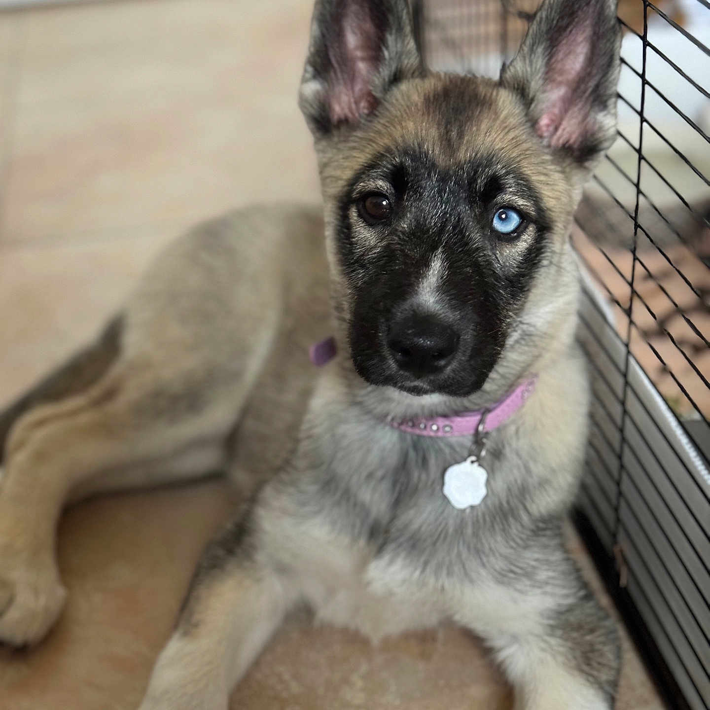 Vicky a rejoint le concours — aidez-le/la à gagner de superbes lots ! accessories, animal, canine, den, dog, doghouse, eskimodog, germanshepherd, hound, husky, indoors, kennel, leash, pet, policedog, puppy, strap