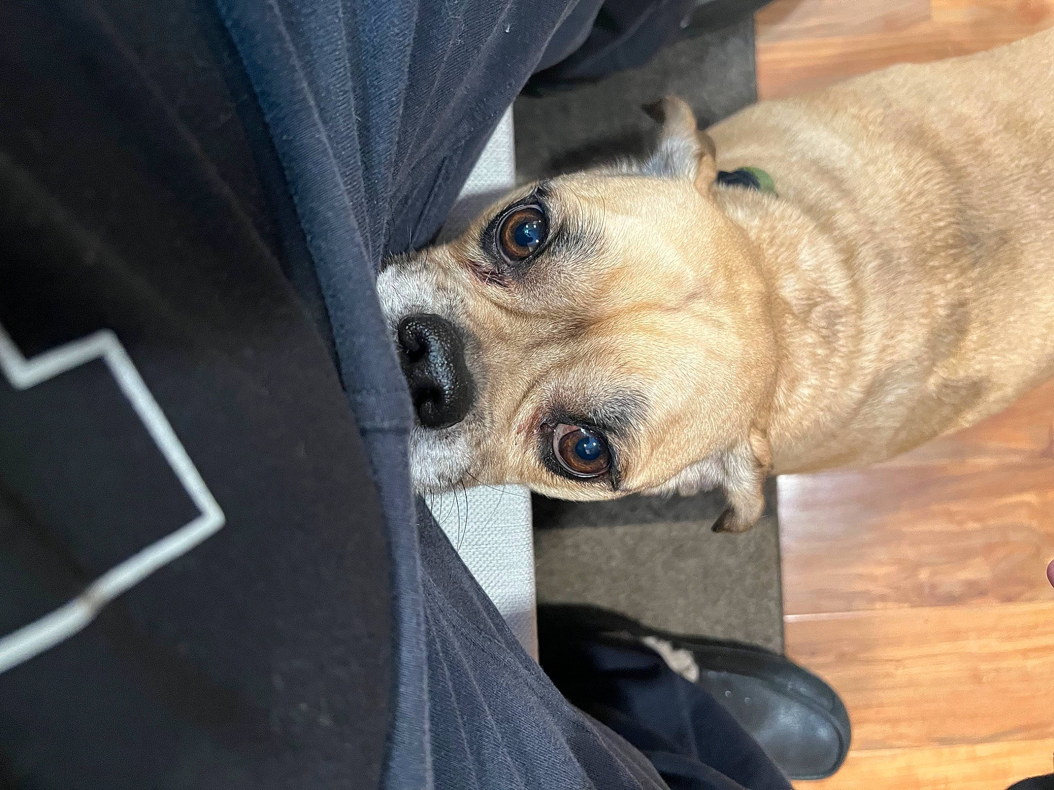 Tank is registered to the contest to win money with this photo: canidae, carnivore, collar, comfort, companion_dog, couch, dog, dog_breed, fawn, fur, nap, snout, sporting_group, sunglasses, terrestrial_animal, toy_dog, whiskers, wood, working_animal, wrinkle