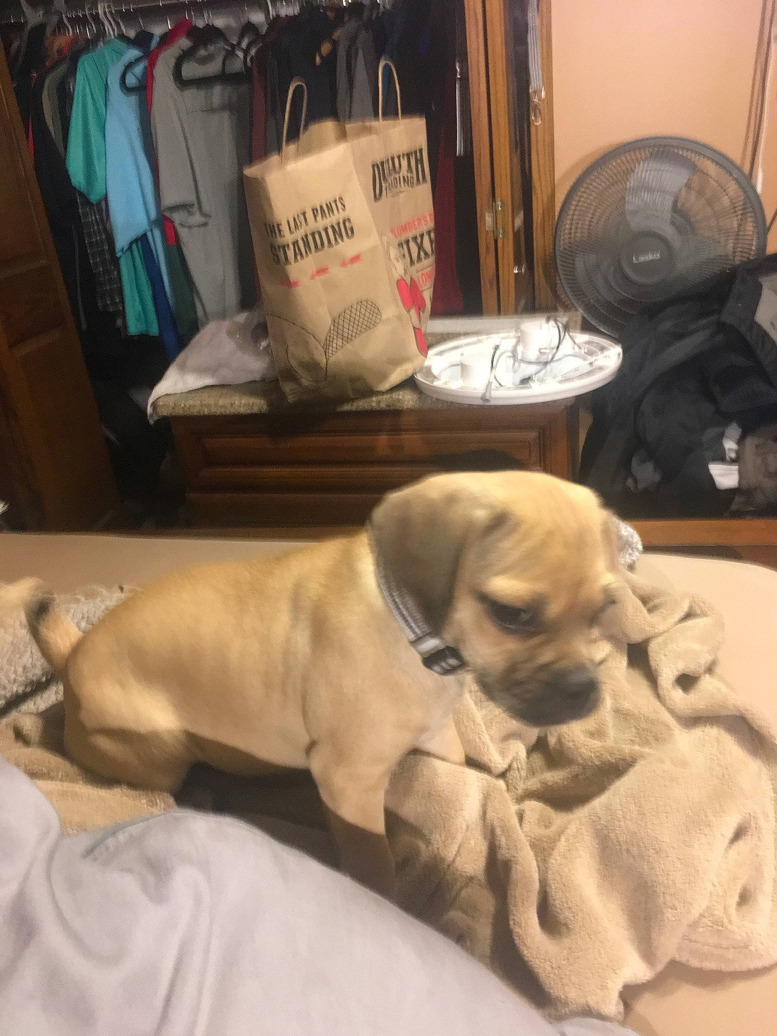 Tank is registered to the contest to win money with this photo: canidae, carnivore, comfort, companion_dog, dog, dog_breed, dog_supply, fawn, flooring, hardwood, linens, mechanical_fan, nap, pet_supply, room, snout, sporting_group, table, wood, working_animal