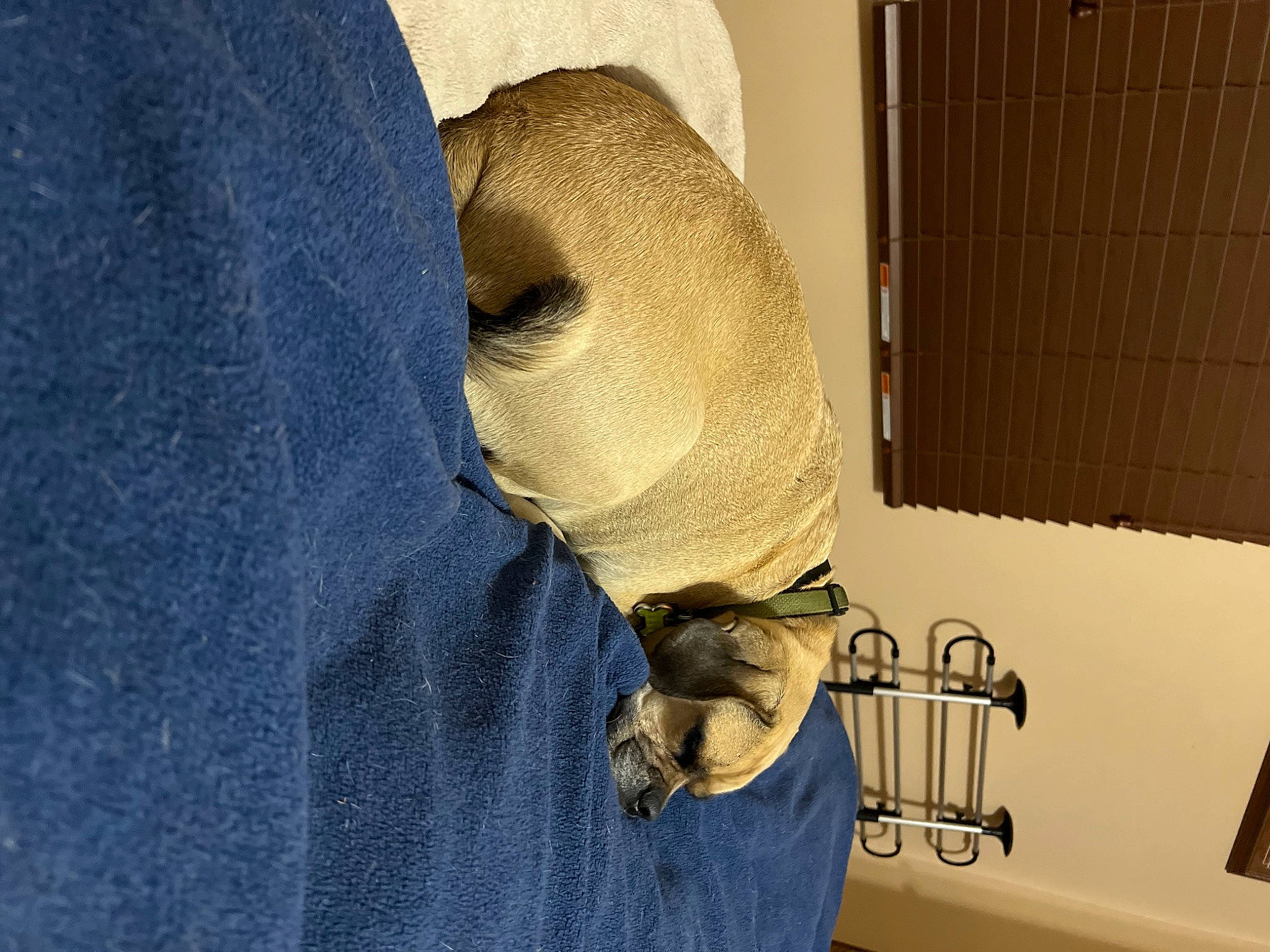 Tank joined the competition — help win amazing prizes! comfort, denim, elbow, electric_blue, foot, fur, human_body, human_leg, knee, linens, pocket, room, sleeve, sportswear, textile, thigh, vehicle_door, waist, wood, wrist