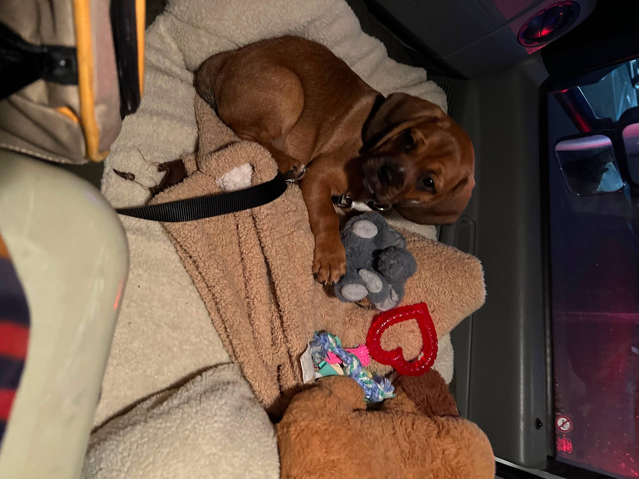 Tanner joined the competition — help win amazing prizes! audio_equipment, canidae, car_seat, carnivore, collar, comfort, companion_dog, dog, dog_breed, dog_supply, fawn, fur, liver, pet_supply, room, sporting_group, stuffed_toy, toy, wood, working_animal