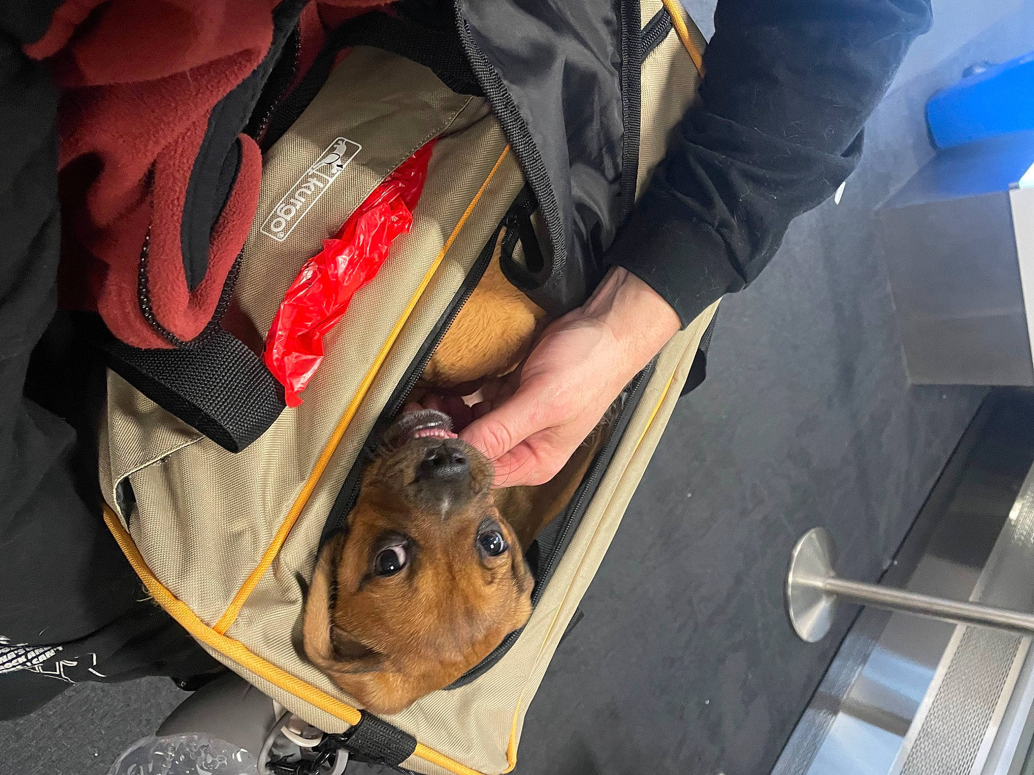 Tanner joined the competition — help win amazing prizes! automotive_lighting, backpack, bag, baggage, canidae, carmine, fur, glove, luggage_and_bags, personal_protective_equipment, pocket, recreation, sporting_group, wood