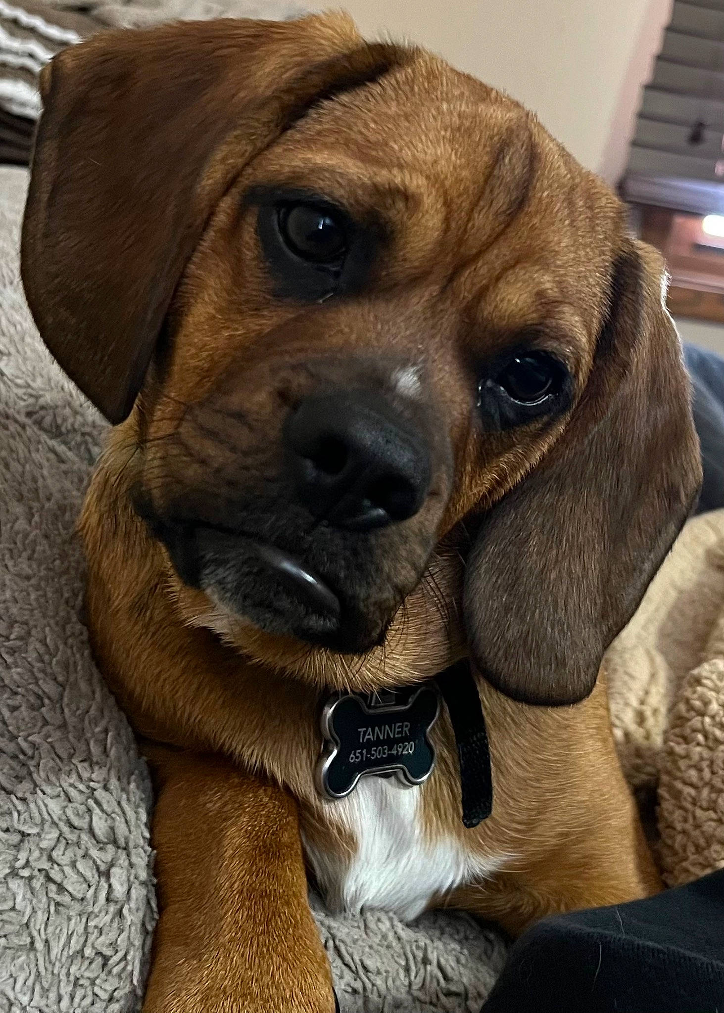 Tanner joined the competition — help win amazing prizes! canidae, carnivore, collar, companion_dog, dog, dog_breed, dog_collar, fawn, fur, hunting_dog, liver, paw, pet_supply, snout, sporting_group, terrestrial_animal, whiskers, working_animal, working_dog