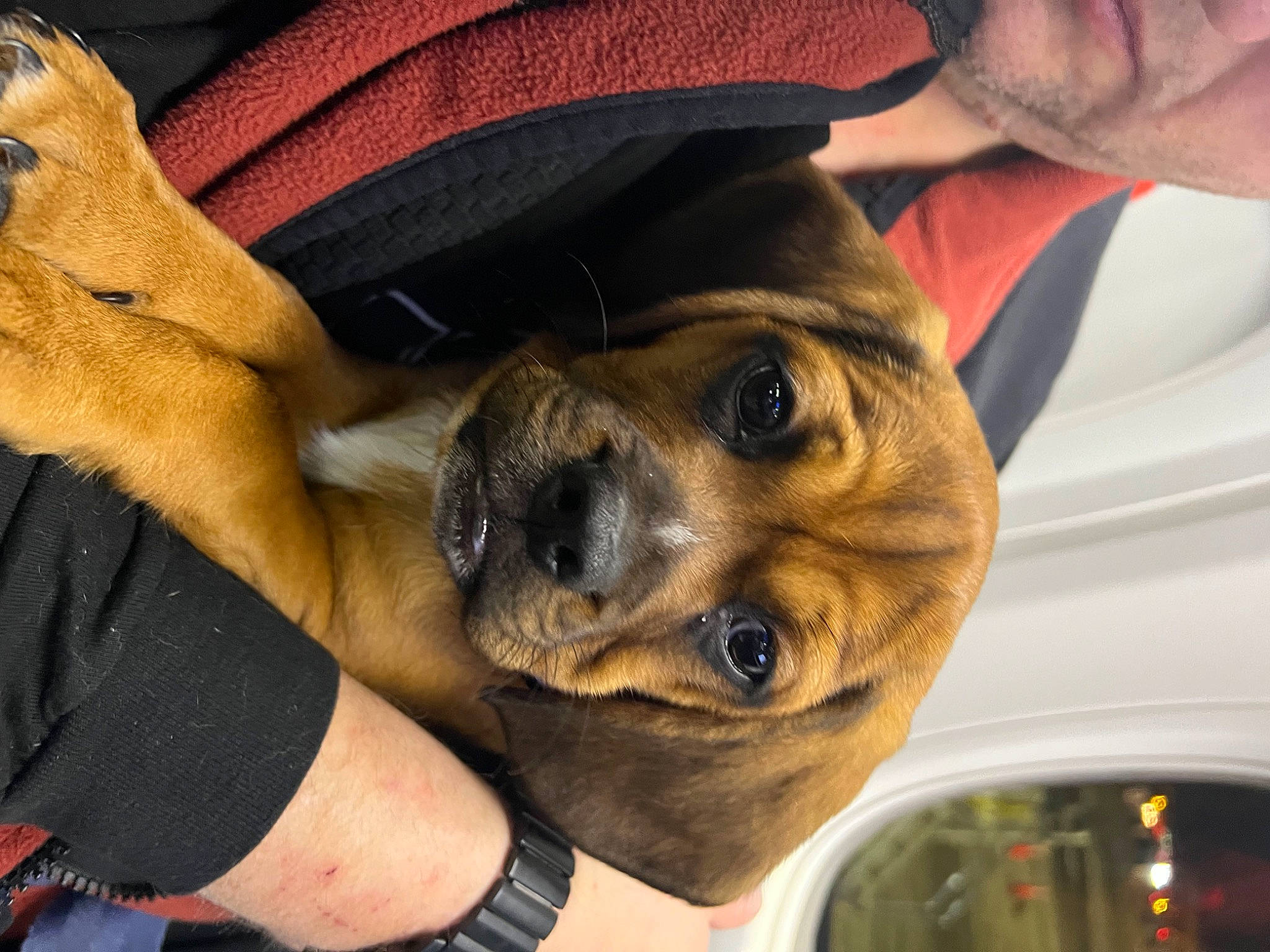 Tanner joined the competition — help win amazing prizes! canidae, carnivore, comfort, companion_dog, dog, dog_breed, ear, eyewear, fawn, fedora, fur, gesture, hat, paw, selfie, snout, sporting_group, sun_hat, whiskers, working_animal