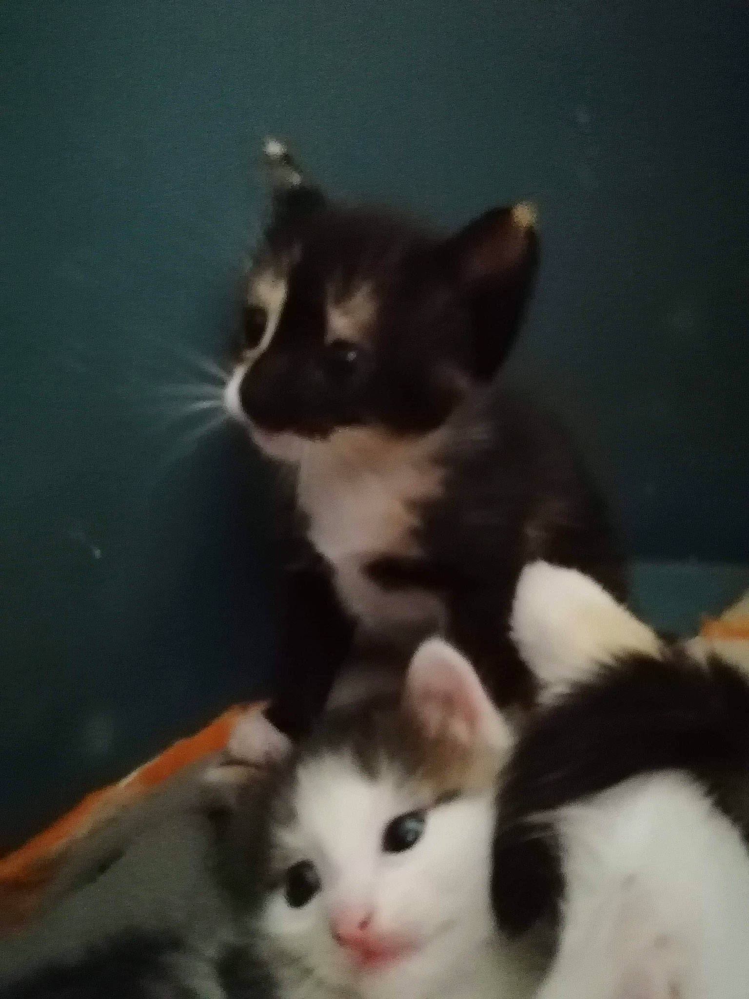 Hinata participe au concours pour gagner de l'argent avec cette photo : aegean_cat, american_curl, american_wirehair, carnivore, cat, domestic_long_haired_cat, domestic_short_haired_cat, european_shorthair, felidae, fur, japanese_bobtail, kitten, mammal, norwegian_forest_cat, polydactyl_cat, small_to_medium_sized_cats, snout, tail, vertebrate, whiskers