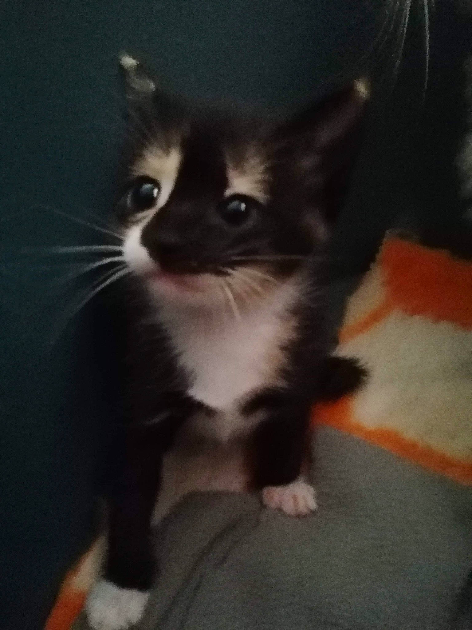 Hinata participe au concours pour gagner de l'argent avec cette photo : black_and_white, black_cat, carnivore, cat, domestic_short_haired_cat, ear, eye, felidae, fur, kitten, mammal, norwegian_forest_cat, skin, small_to_medium_sized_cats, tail, whiskers