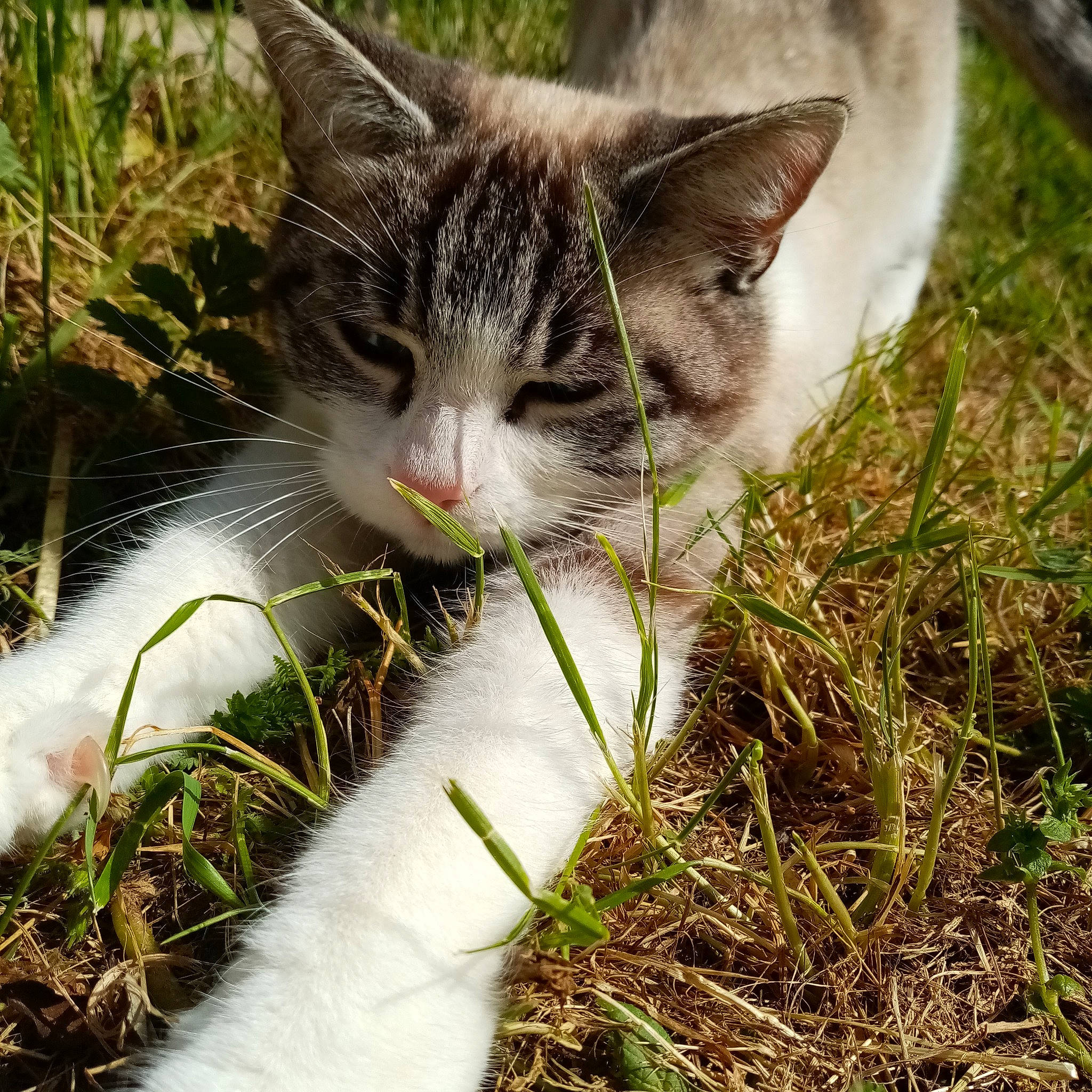 Tsunade participe au concours pour gagner de l'argent avec cette photo : aegean_cat, carnivore, cat, domestic_short_haired_cat, european_shorthair, eye, felidae, grass, grass_family, kitten, nose, organism, plant, polydactyl_cat, small_to_medium_sized_cats, snout, tabby_cat, tree, whiskers, wild_cat