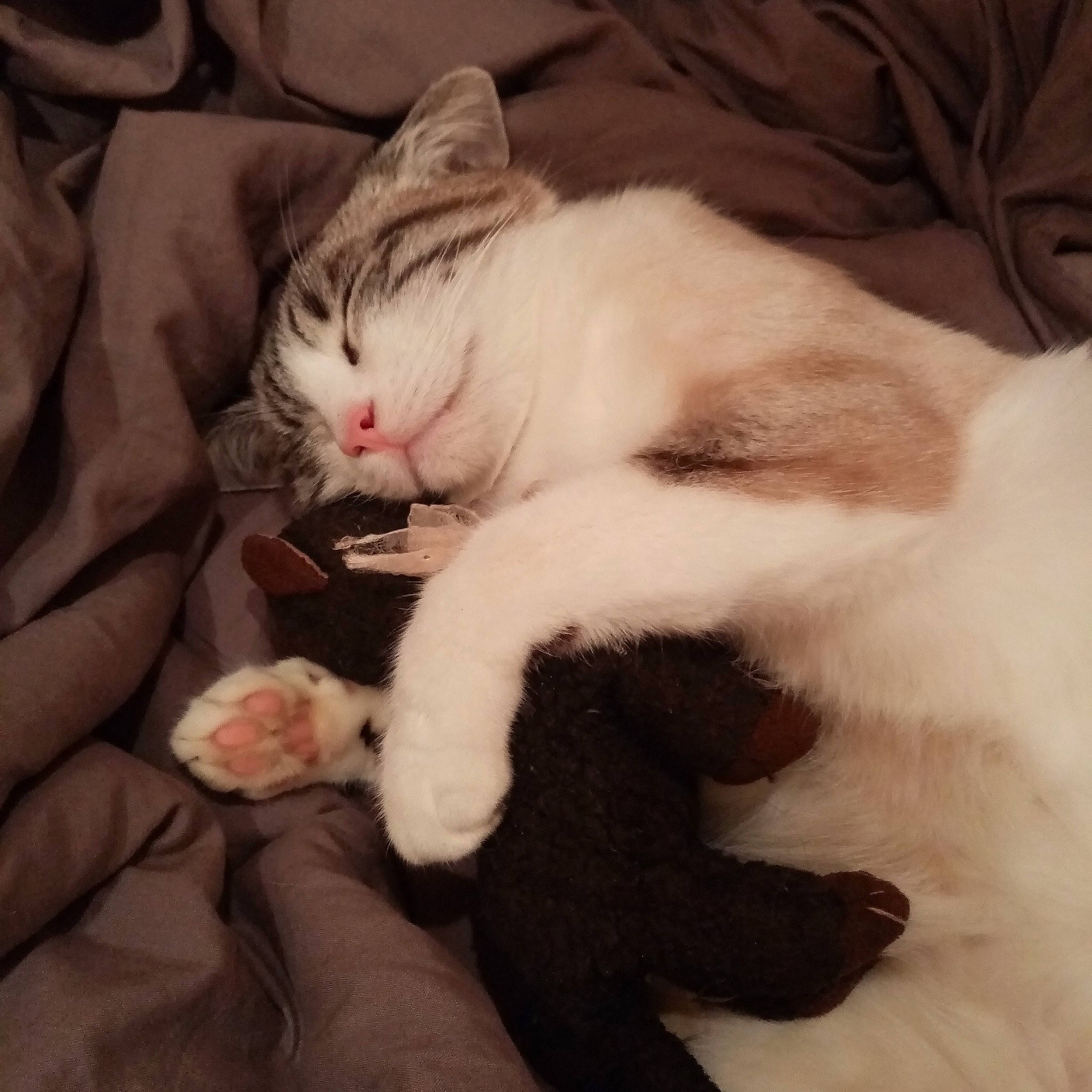 Tsunade participe au concours pour gagner de l'argent avec cette photo : aegean_cat, american_wirehair, asian, carnivore, cat, claw, domestic_short_haired_cat, european_shorthair, felidae, fur, kitten, leg, nap, paw, polydactyl_cat, sleep, small_to_medium_sized_cats, tail, turkish_van, whiskers