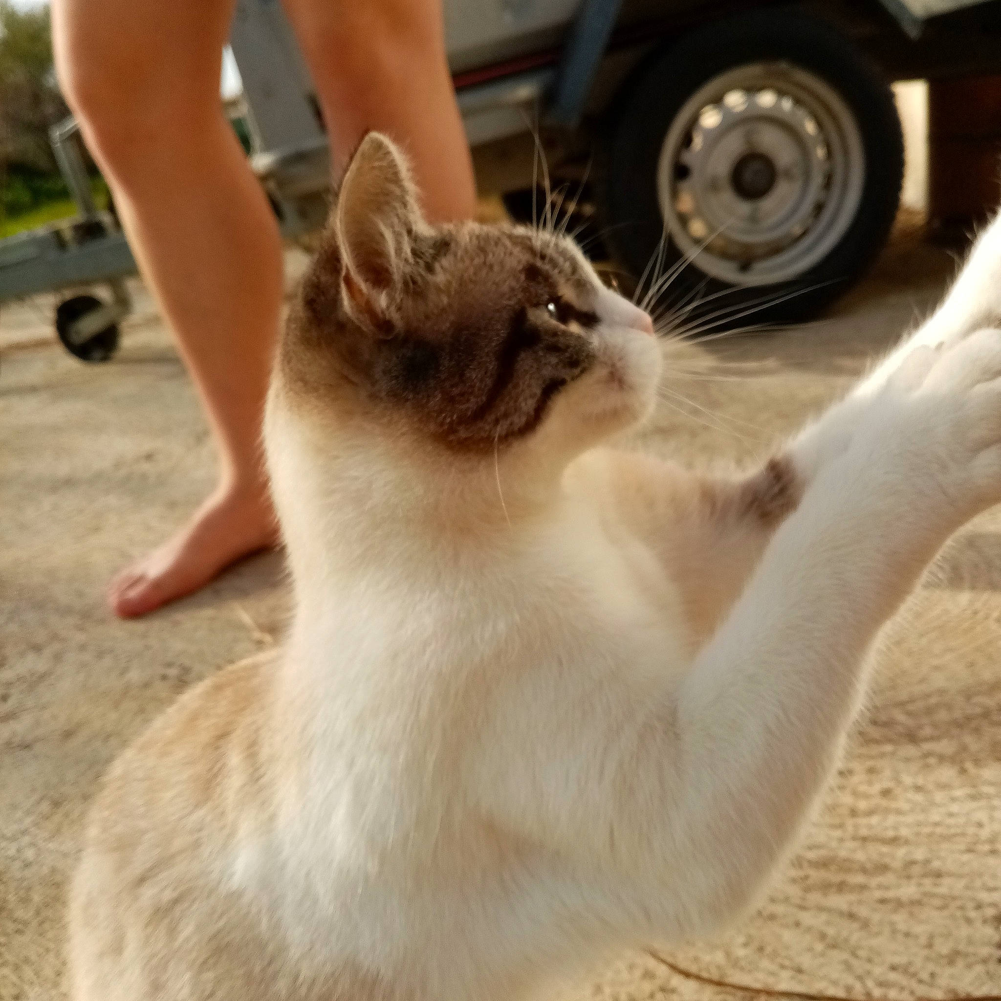 Tsunade a rejoint le concours — aidez-le/la à gagner de superbes lots ! aegean_cat, asian, balinese, burmese, carnivore, cat, fawn, felidae, gesture, hand, javanese, kitten, leg, photo_caption, polydactyl_cat, singapura, small_to_medium_sized_cats, tail, tonkinese, whiskers