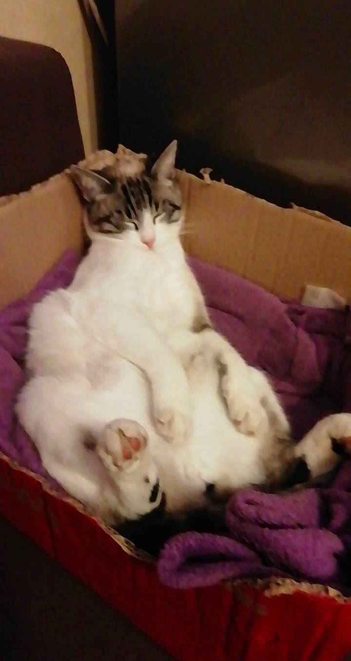 Tsunade a rejoint le concours — aidez-le/la à gagner de superbes lots ! aegean_cat, american_curl, asian, burmilla, carnivore, cat, colorpoint_shorthair, domestic_short_haired_cat, european_shorthair, felidae, fur, kitten, mammal, polydactyl_cat, ragdoll, small_to_medium_sized_cats, tail, turkish_angora, turkish_van, whiskers