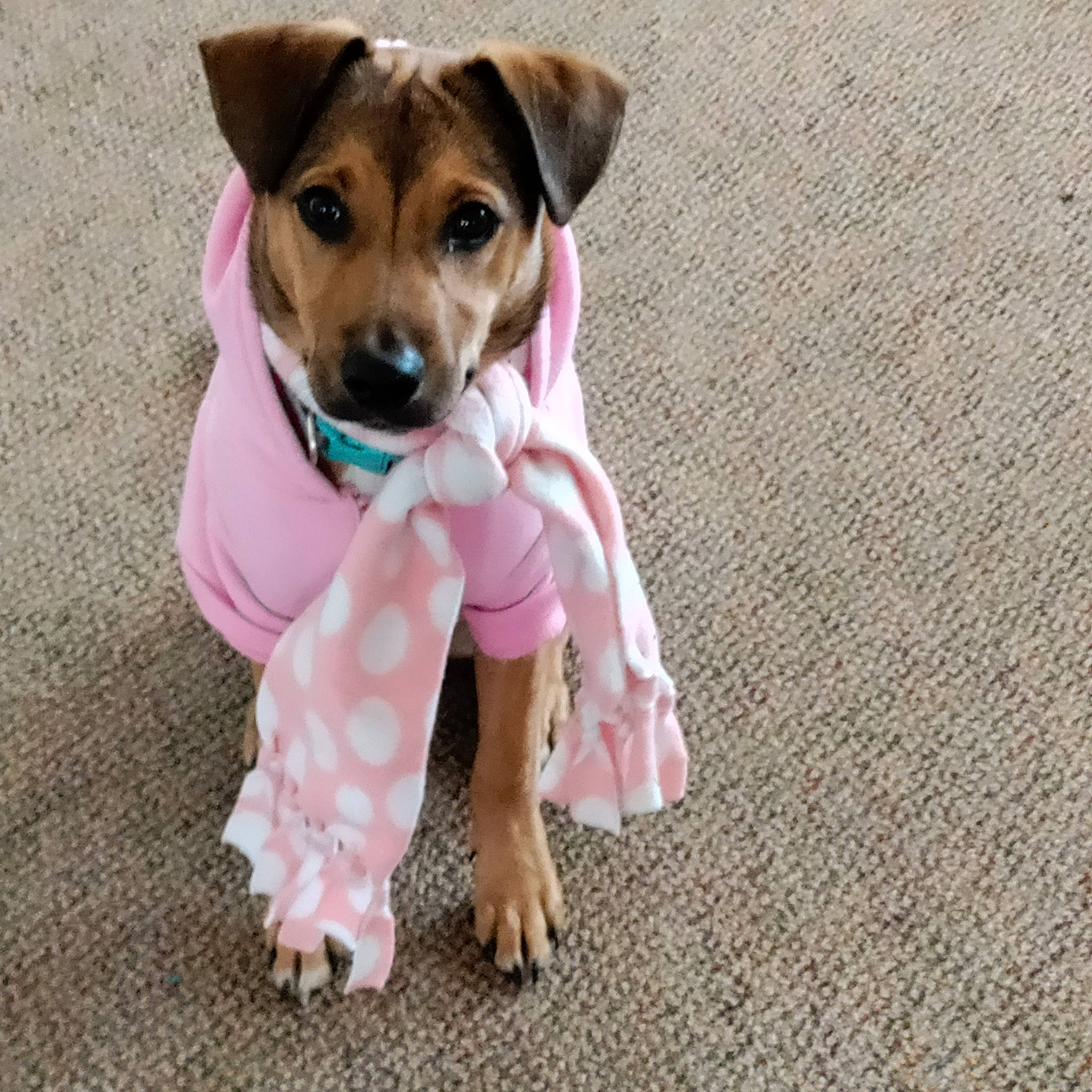 Trezure is registered to the contest to win money with this photo: canidae, carnivore, collar, companion_dog, dog, dog_breed, dog_clothes, dog_supply, fawn, leash, paw, pet_supply, pink, sporting_group, stuffed_toy, tail, terrier, toy_dog, whiskers, working_animal