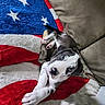 Loki is registered to the contest to win money with this photo: puppy, dog, pet, animal, portrait, lying_down, upside_down, blue_eyes, black_and_white, white_fur, blanket, couch, cushion, indoor, home, relaxed, playful, cute, paws, star_pattern
